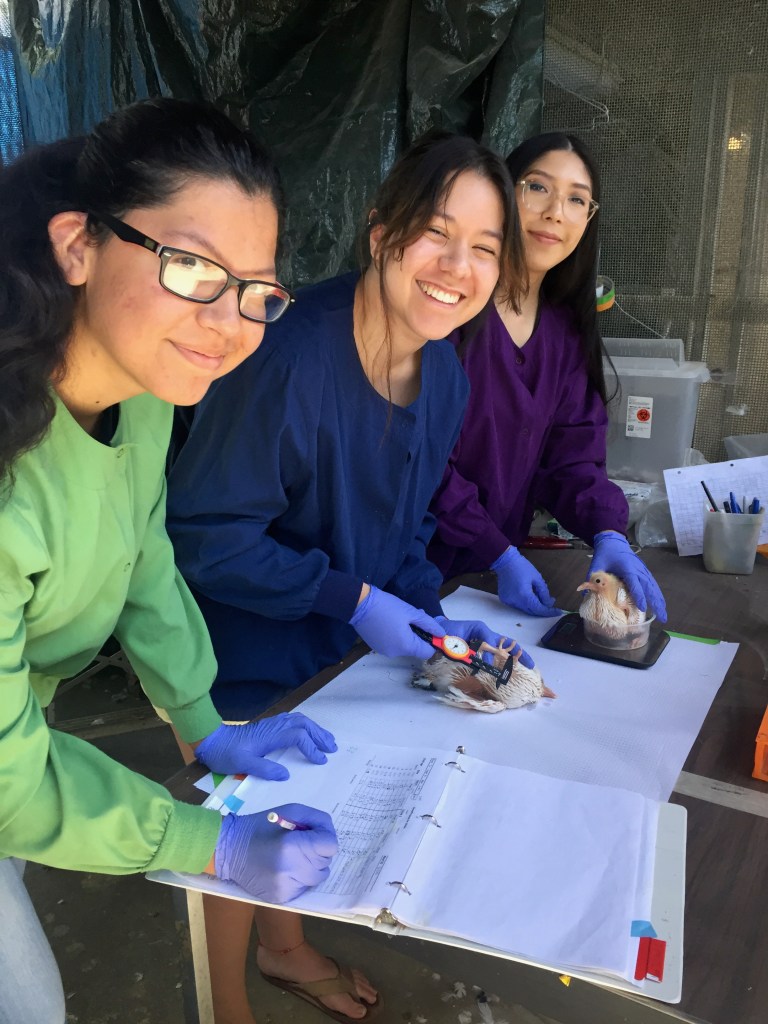 Three students, one writing in a notebook, one using calipers to measure a pigeon chick's leg, and another holding a pigeon chick over a scale.