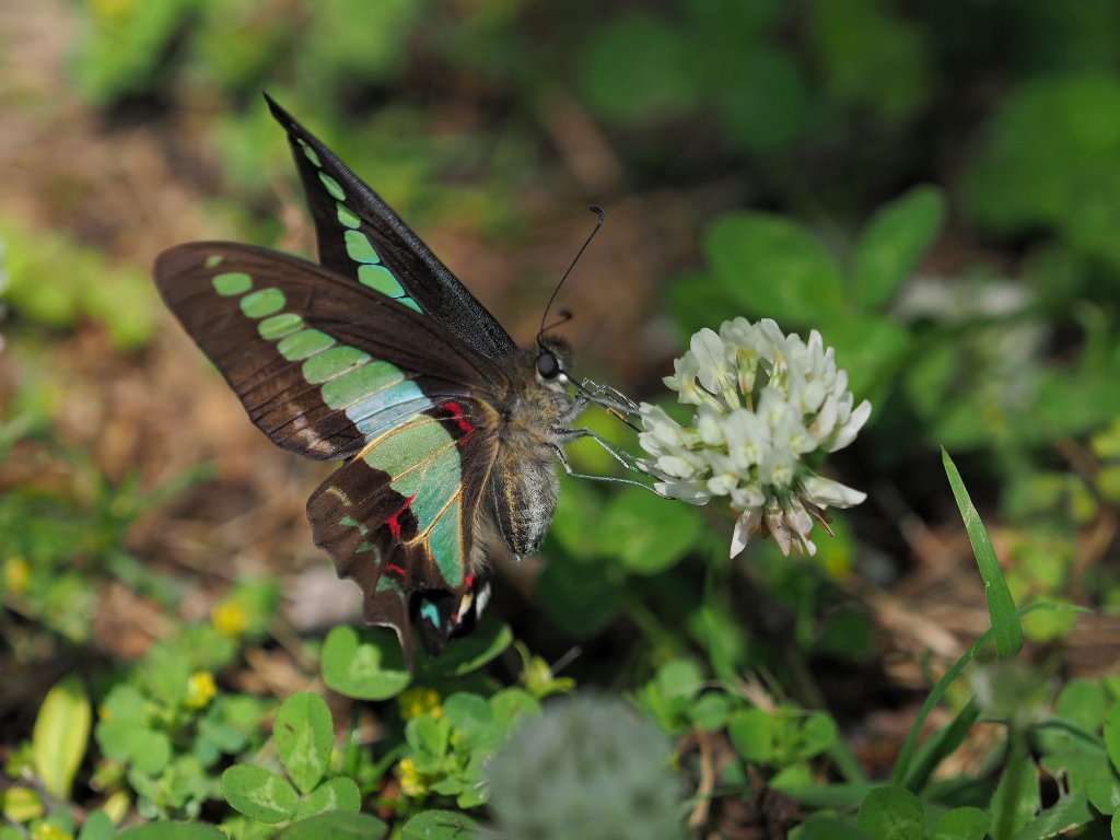 A dark colored butterfly with florescent green and blue spots on its wings.