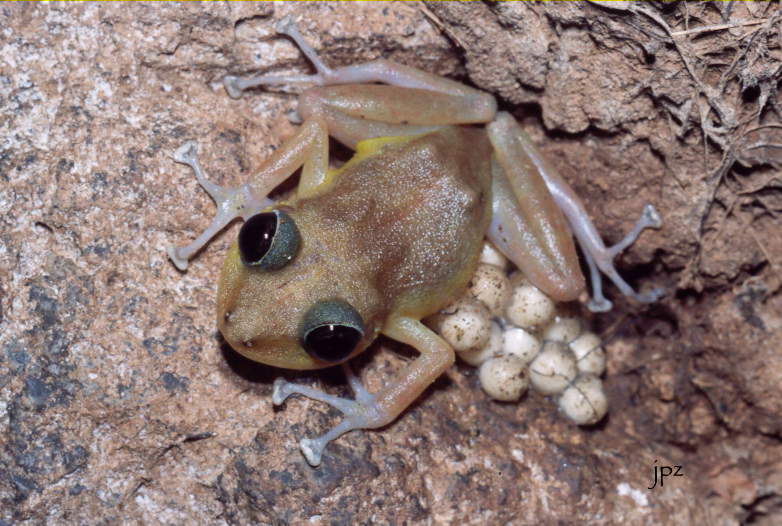 A tan colored frog with large black eyes is in the center of the image sitting on the ground. It is sitting on top of a clutch of at least 12 eggs, which are white spheres with some dirt.