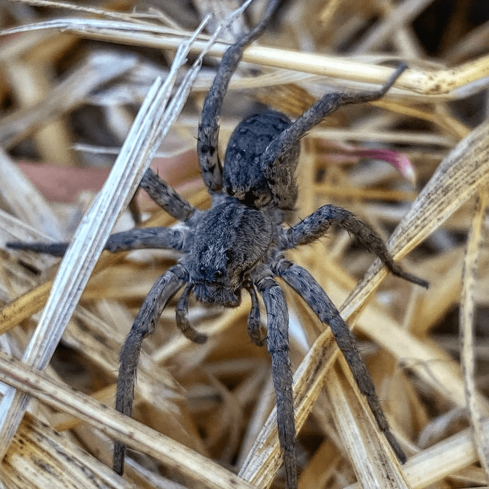 A dark grey, fuzzy spider with small black eyes crawling around in tan hay.