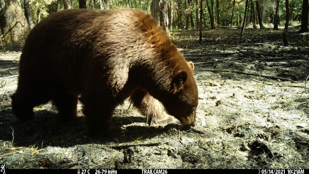 A brown colored black bear with its nose to the ground. The ground has very small grasses and is recently burnt. There are small trees in the background