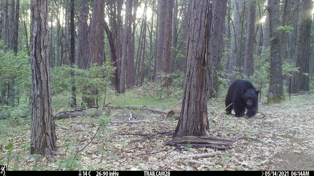 A black colored black bear walking towards the camera through a wooded forest with minimal undergrowth