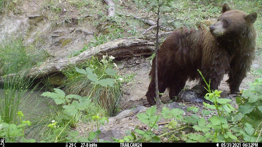 A wet brown colored black bear looking left at the right side of the image. On the left side is a small pond surrounded by grasses and logs