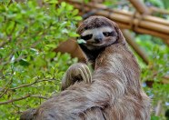 Creature Feature Three toed Sloths Creature Feature Three toed Sloths
