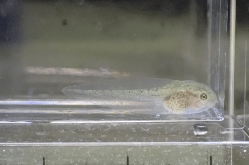 Photo shows a Pacific tree frog tadpole at rest while contained in a clear acrylic container.