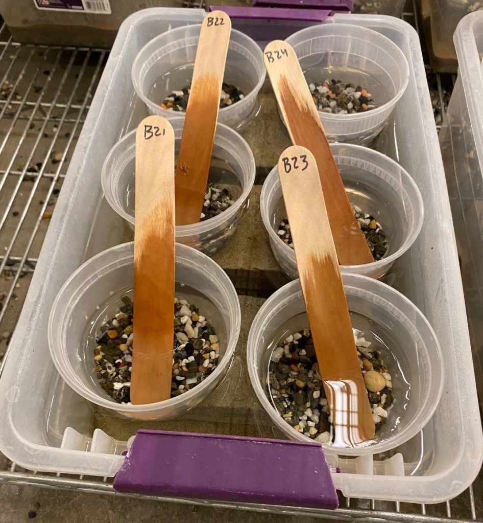 Image depicts circular plastic containers filled with gravel. Containers are nested within a single, larger bin. Each small container has a labeled popsicle stick with an identification number and a single tadpole inside.