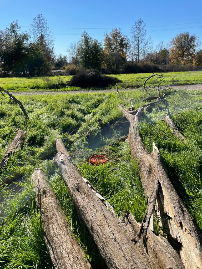 A large, lidded bucket is buried in the ground in a grassy field near some fallen branches.