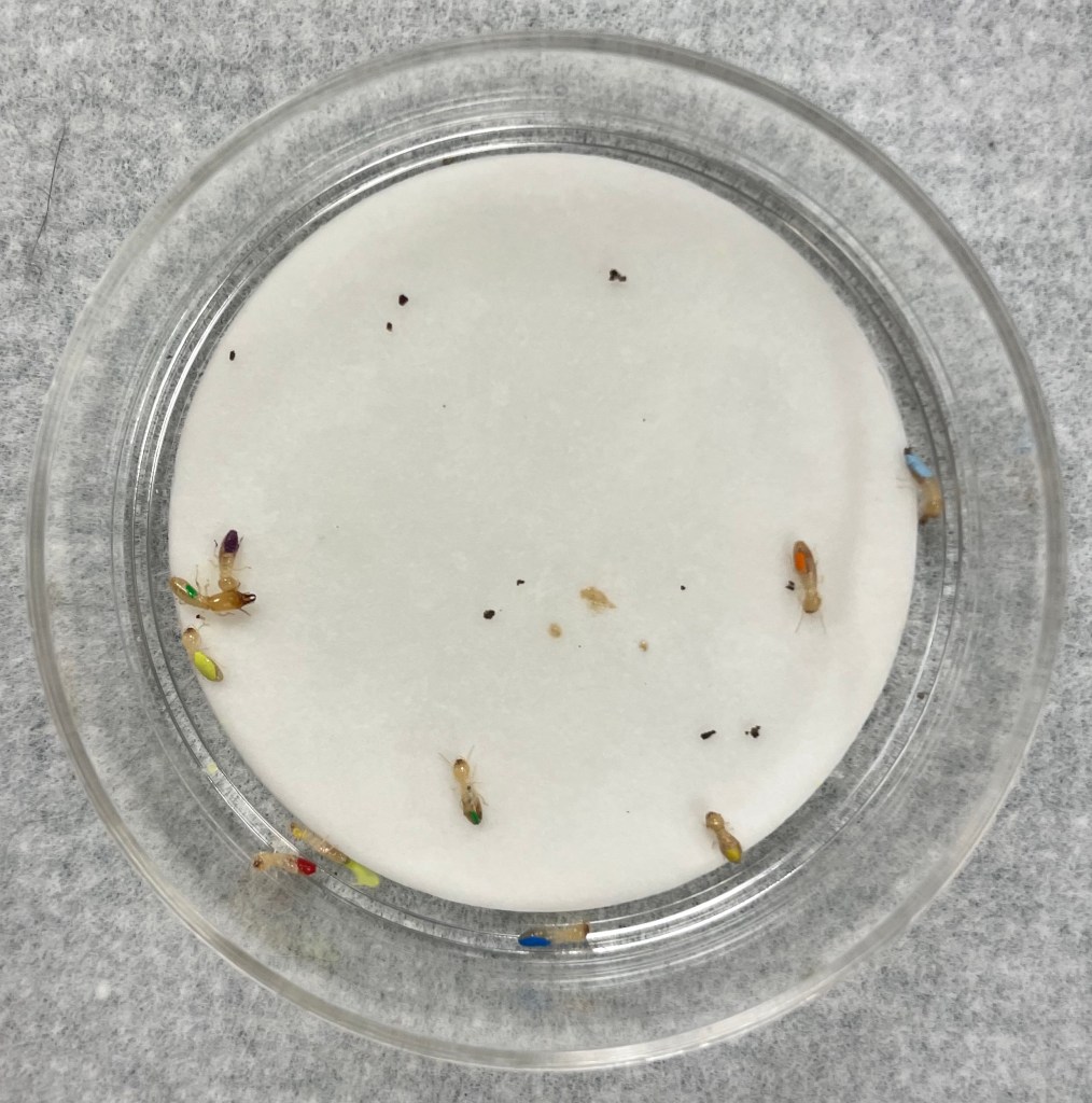 A glass dish contains multiple termites freely moving and interacting. Each termite has a different color of paint applied to the top which distinguishes them from one another.