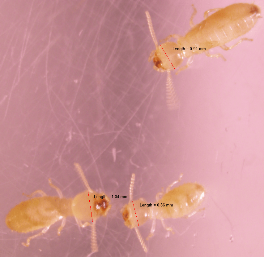 Three termites are shown with digital lines across the widest part of their head, each line measuring the corresponding length (e.g. 1.04 millimeters). 