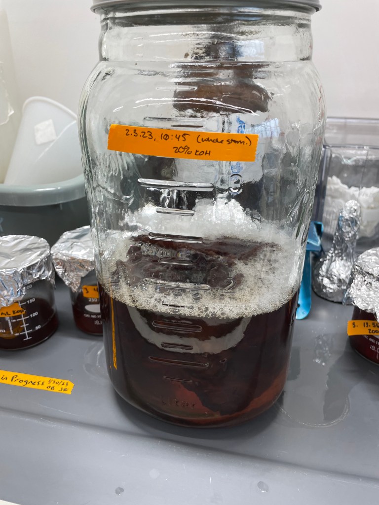 A large jar with orange label tape contains a frothy, dark liquid and stomach tissue.