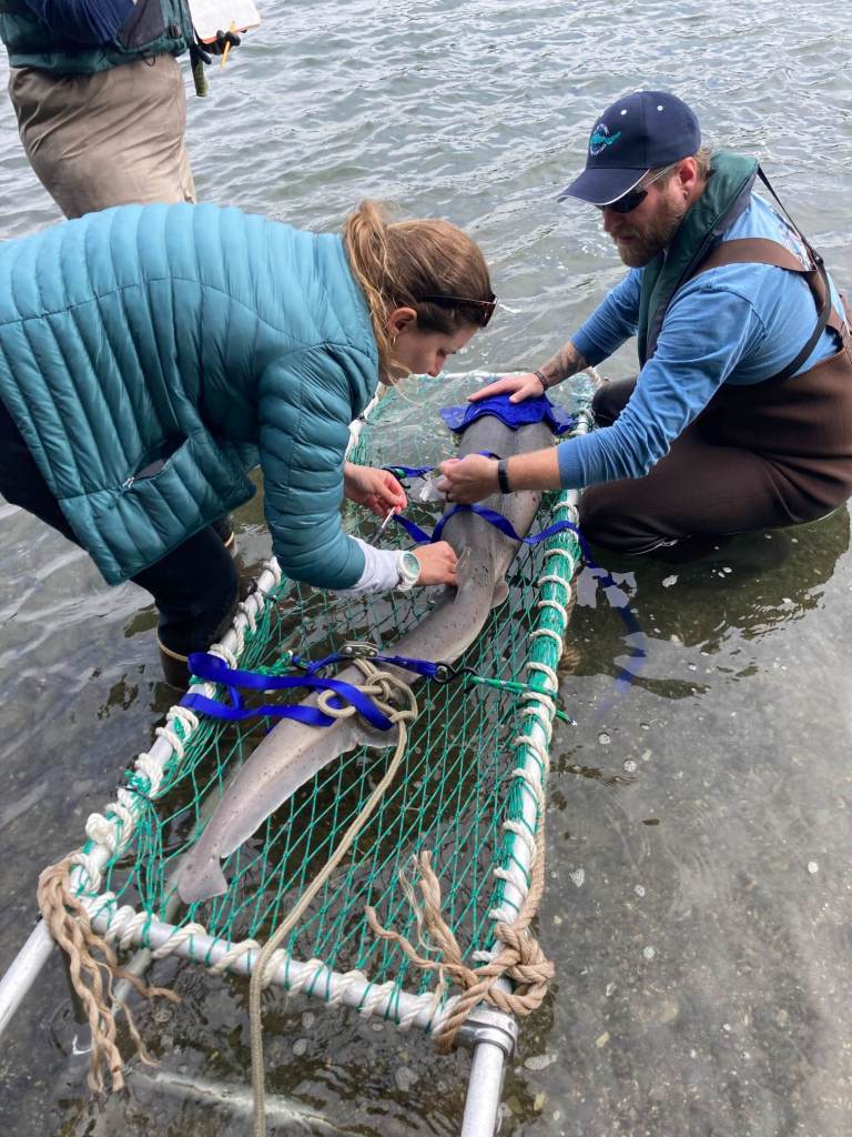 Researchers surround a broadnose sevengill shark, which is contained in a stretcher made out of pvc, rope, and aquatic netting.