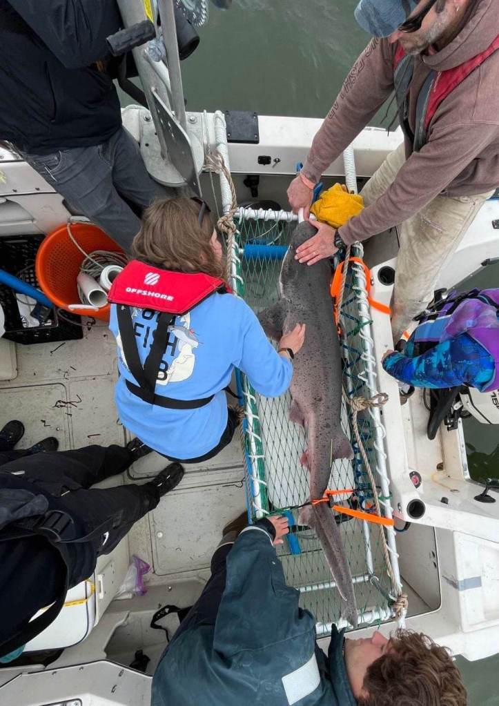 Multiple researchers investigate a broadnose sevengill shark. The shark is contained in a stretcher made of netting on the deck of their research vessel. 