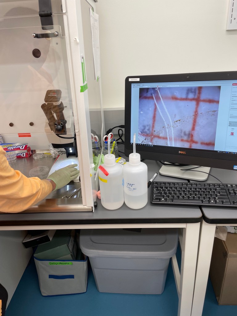 A computer screen and microscope sit on a laboratory bench. A researcher reaches forward from out of the frame to operate the equipment. The computer is currently displaying  magnified image of the contents under the microscope; the image shows the vacuum filtration filter, where microplastics can be observed having been separated out from the tissue samples.