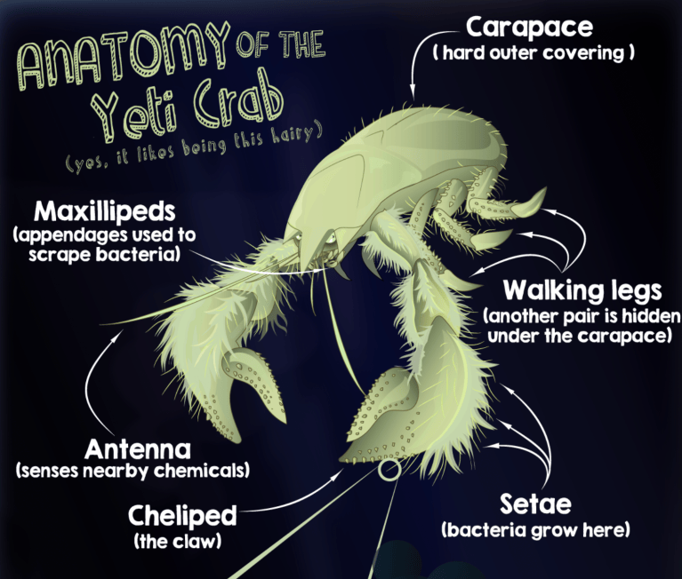 Sunday sketch: the Yeti crab