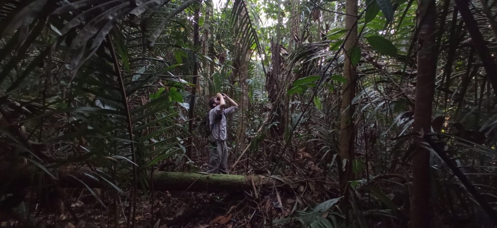 Image is a wide angle view of a researcher--David Wood--looking up at the forest canopy through a pair of binoculars.