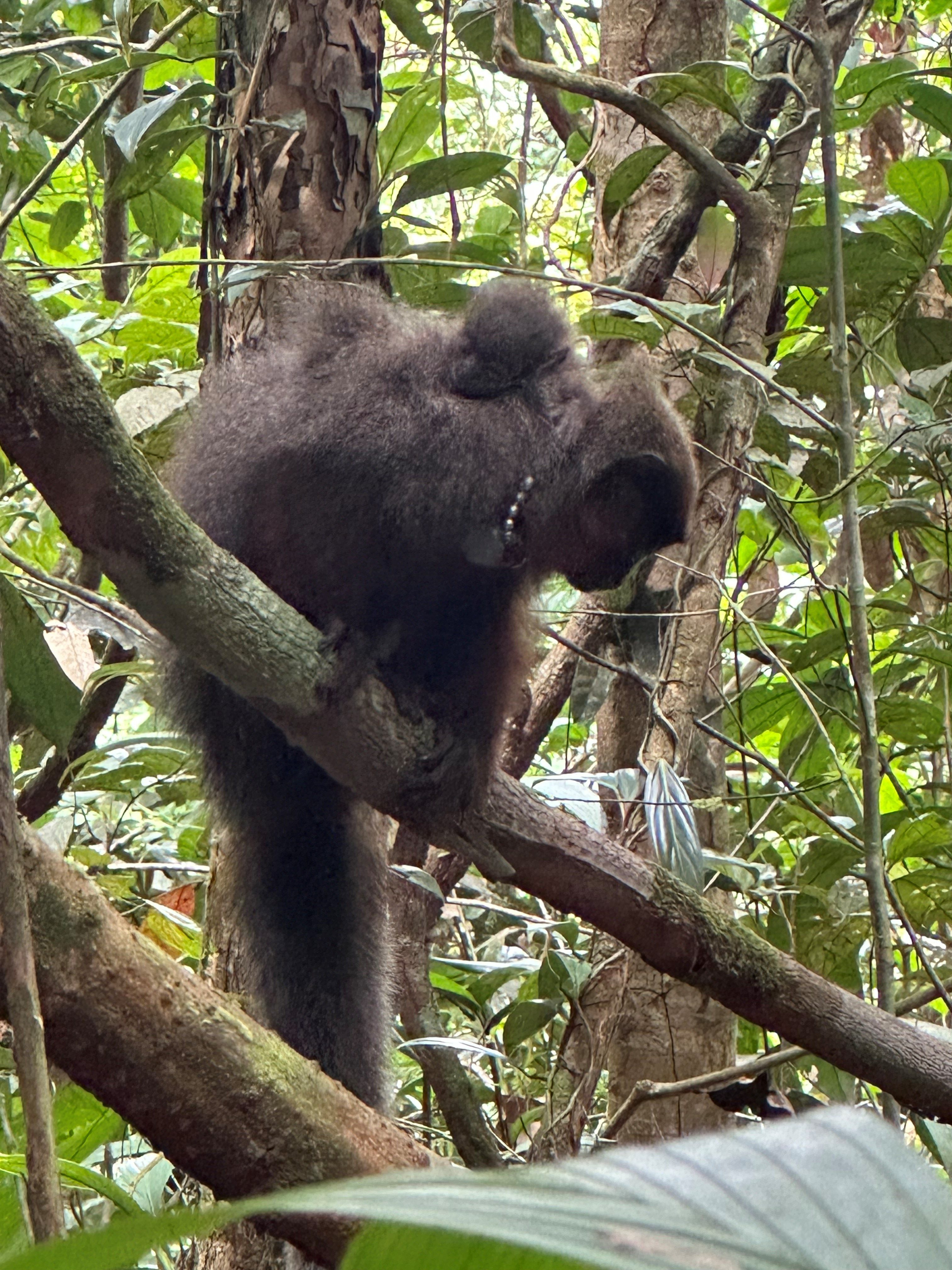 The photo shows an adult male titi monkey perched on a branch. On his back, he carries a smaller newborn titi monkey.