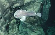 Blobfish Habitat Blobfish Habitat