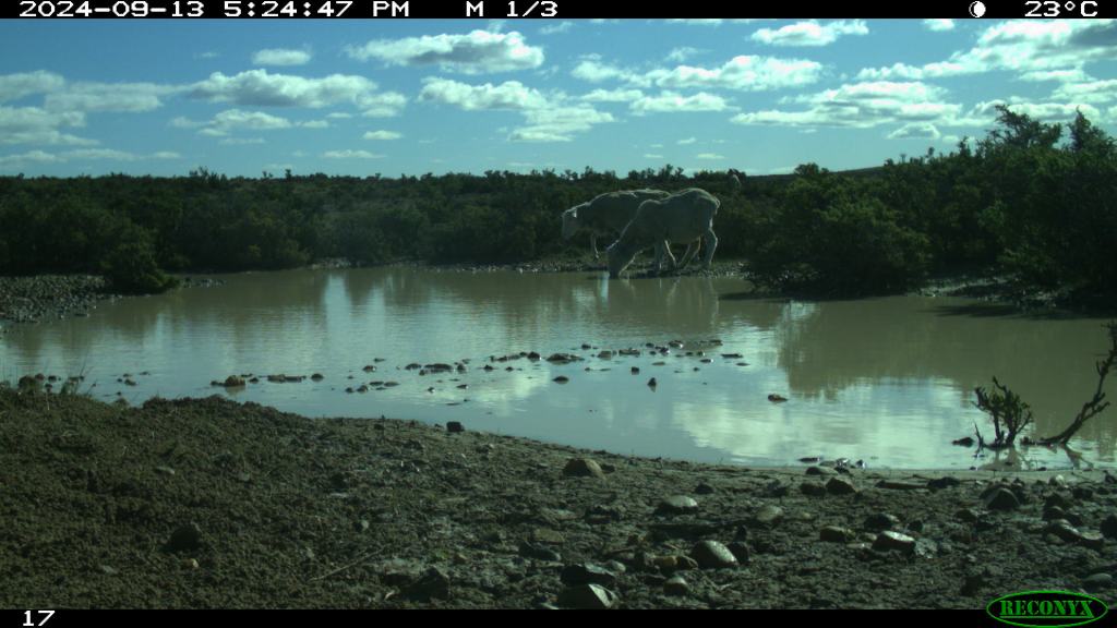 An image taken by a camera trap of two domestic sheep drinking from a small pond with muddy banks. In the background are green plants and a blue sky dotted with clouds.