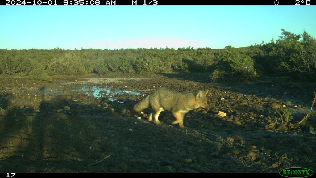 An image taken by a camera trap of a Patagonian grey fox walking across a flat stretch of mud with a small puddle of water visible behind the fox. In the background are green plants and a clear blue sky.