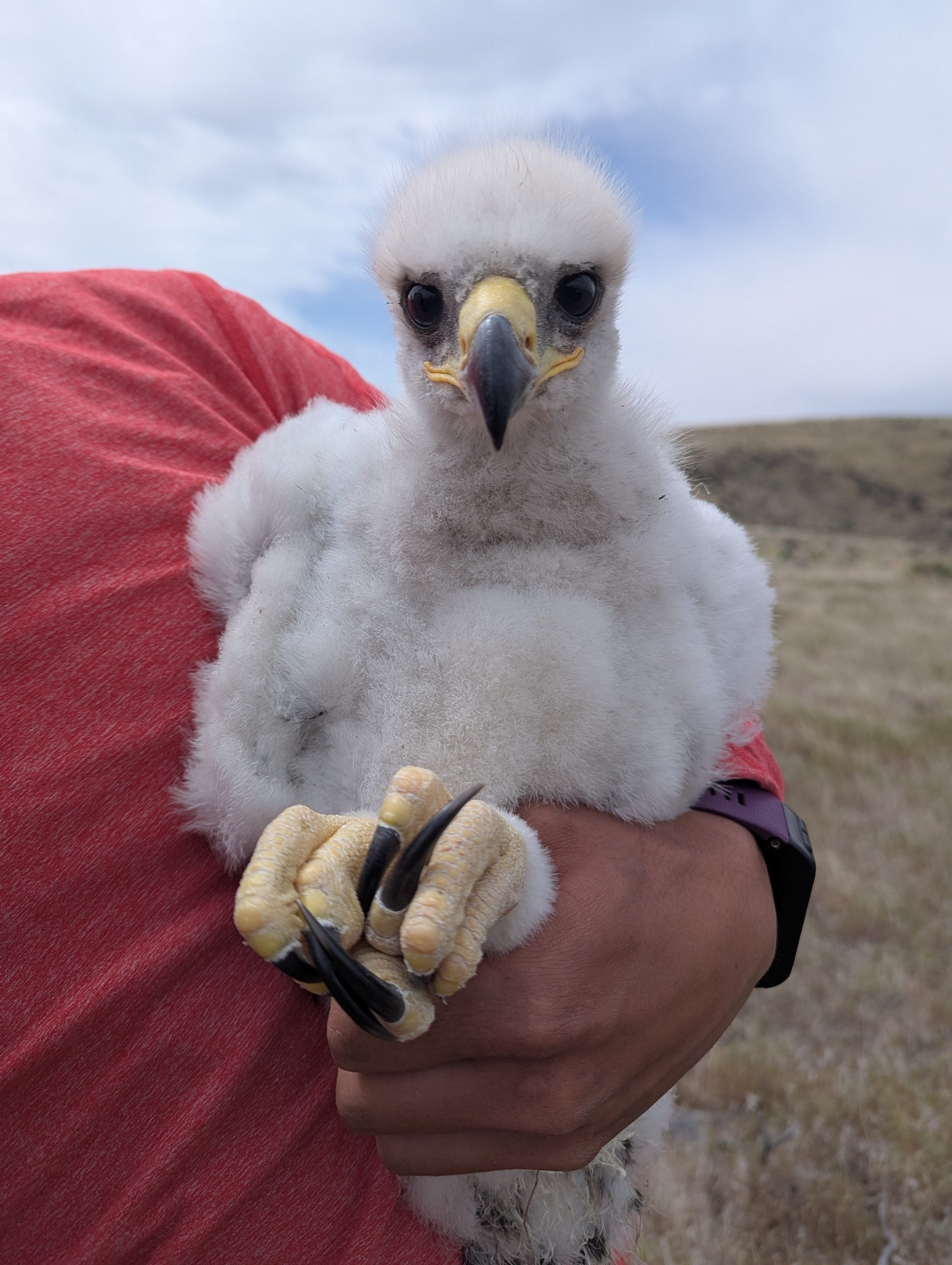 A fluffy white eagle nestling held by a researcher. The eaglet is tucked against the researcher's body by one arm, and the researcher's hand is tightly gripping the eaglet's legs. The eaglet has long, sharp talons, a sharp beak, and large black eyes looking at the camera.